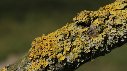 A colorful fungus branch closeup