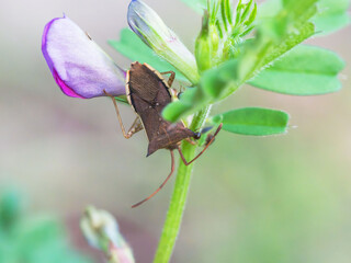 早朝のハリカメムシ01