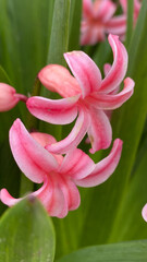 Close-up of vibrant pink hyacinth flowers in bloom