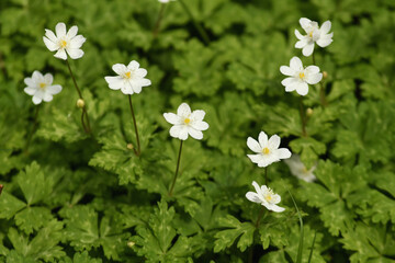 V字型に咲くニリンソウ