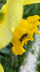 Wasp on a vibrant yellow iris flower in a sunny garden