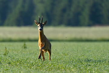 Deer buck throws the ground into the air