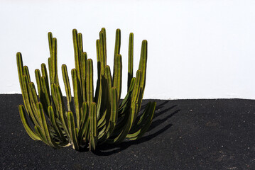 Cactus in the garden