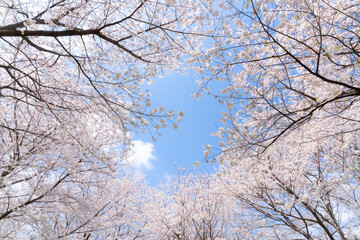 桜　ソメイヨシノ　青空のイメージ