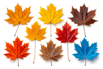 Fototapeta premium Colorful Autumn Leaves in Different Shades of Red Yellow and Blue