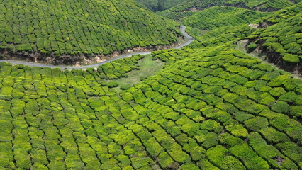 Tea Plantations in Munnar, Kerala, India