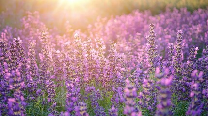 Obraz premium A serene flower field with gentle sunlight.