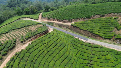 Tea Plantations in Munnar, Kerala, India