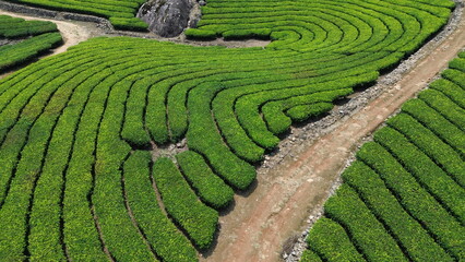 Tea Plantations in Munnar, Kerala, India