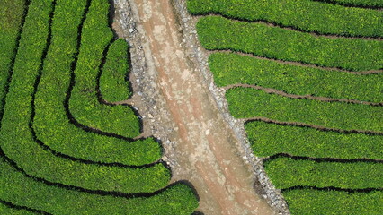 Tea Plantations in Munnar, Kerala, India