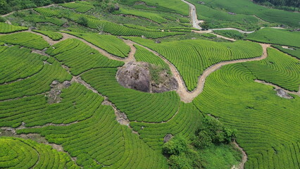 Tea Plantations in Munnar, Kerala, India