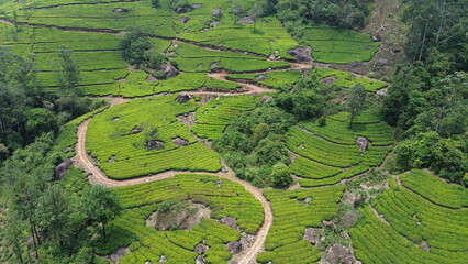 Tea Plantations in Munnar, Kerala, India