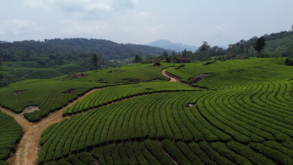 Tea Plantations in Munnar, Kerala, India