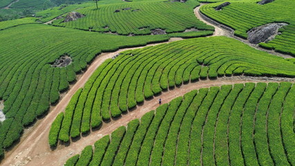 Tea Plantations in Munnar, Kerala, India
