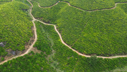 Tea Plantations in Munnar, Kerala, India