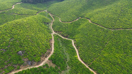 Tea Plantations in Munnar, Kerala, India