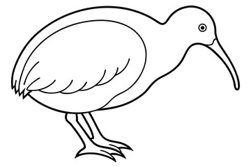 Kiwi Bird Sketch Vector