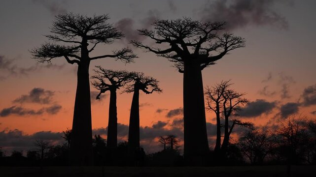 Baobab silhouettes rising dramatically against vibrant orange-red sunset sky, casting mesmerizing shadows across iconic madagascan landscape in famous avenue of the baobabs
