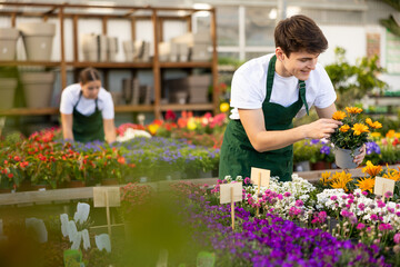 Young guy sales assistant in flower shop gets acquainted with assortment and carefully examines gatzania plant © JackF