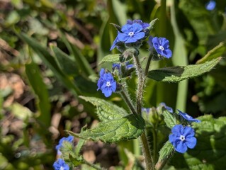 Flowers and leaves of Green Alkanet (Pentaglottis sempervirens)