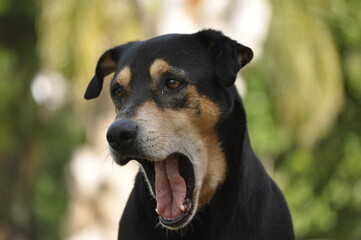 portrait of a black dog