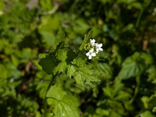 Flowers and leaves of Garlic Mustard (Alliaria petiolata)