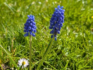 Flowers of Garden Grape Hyacinth (Muscari armeniacum)