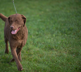 Chesapeake Bay Retriever walking on a field of grass