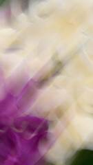 Close-up blurred of delicate pink peach blossoms in spring