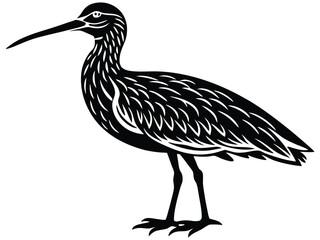 Vector illustration shows a black crowned crane and a black crowned night heron, elegant bird species