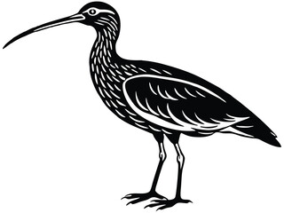 Black crowned crane and black crowned night heron are wild black birds, while a heron is isolated white water bird with a beak, feathers, and found in nature