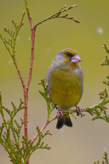 A greenfinch sits on a branch