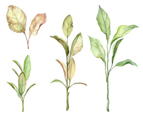 Set of watercolor hand painted detailed botany leaves on white background. Various leaves on twigs