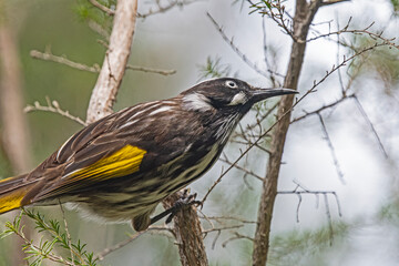 Bord-New Holland Honey Eater