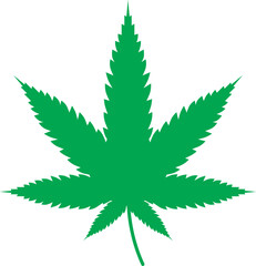 Green cannabis leaves isolated on white background. Growing medical marijuana.