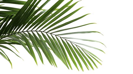 Obraz premium Close-up of vibrant palm fronds against a white backdrop. Healthy, lush leaves radiate a tropical feel