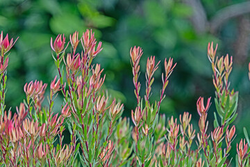 Leucadendron salignum-common sunshine conebush