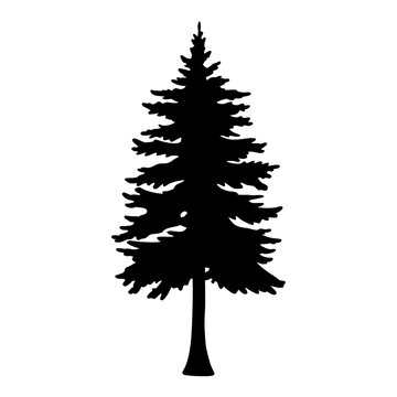 douglas fir tree silhouettes - black douglas fir tree, isolated transparent background