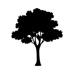 Fototapeta premium elm tree silhouettes - black elm tree, isolated transparent background
