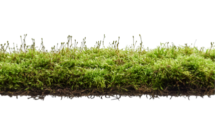 Lush Green Moss Texture.