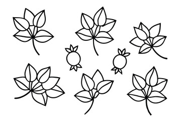 rose hip line art elegant nature inspired illustration