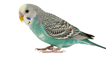 Isolated Budgie Bird Colorful