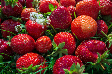 Close up view of strawberry harvest lying on green grass in garden. The concept of healthy food, vitamins, agriculture, market, strawberry sale