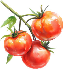 Tomato watercolor painting isolated on transparent background.