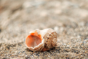 Detailed close-up of a seashell resting on sandy beach during daylight