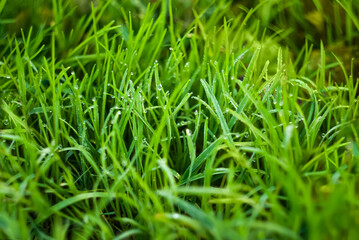 Dew-covered green grass glistens in the morning sunlight at a tranquil park setting