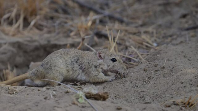 Close-up of two desert gerbils foraging near a burrow in sandy soil.
