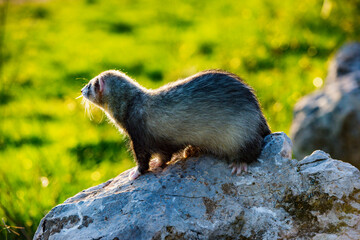 Furet 