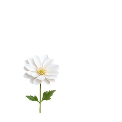 Obraz premium Single White Flower with Green Leaves on Transparent Background