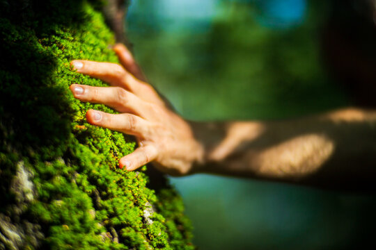 A man's hand touch the tree trunk close-up. Bark wood.Caring for the environment. The ecology concept of saving the world and love nature by human